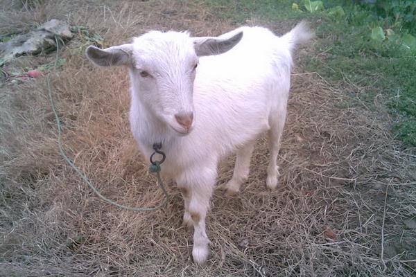 冬季山羊養殖需要抓“五要”