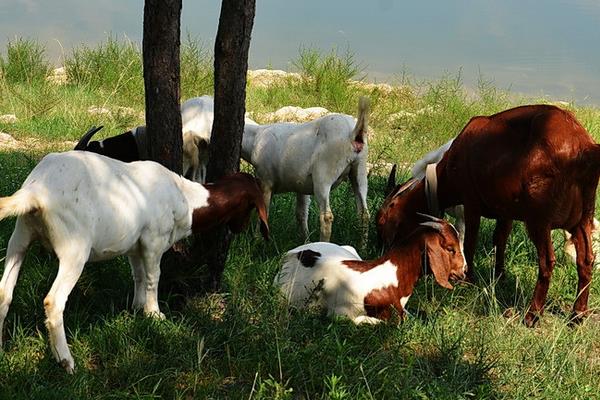 冬季山羊養殖需要抓“五要”