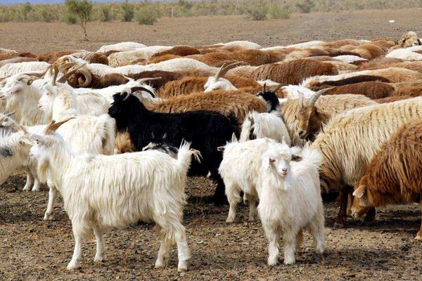 養羊賺錢還是養驢賺錢