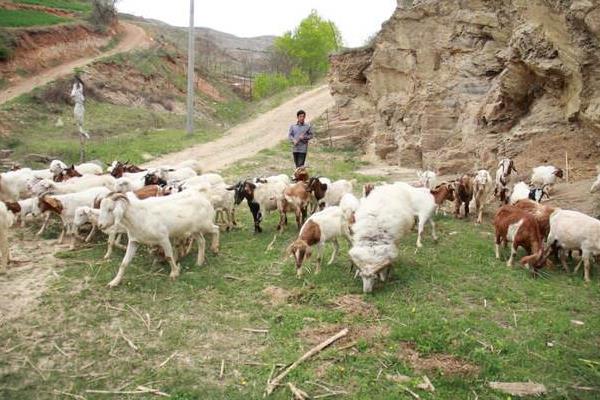 養羊賺錢還是養驢賺錢