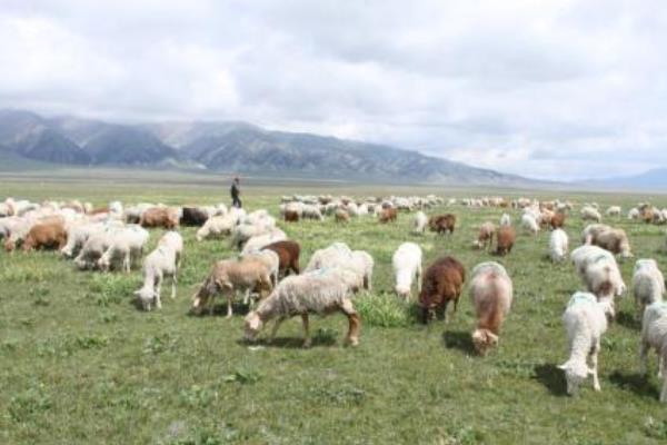 養羊賺錢還是養驢賺錢