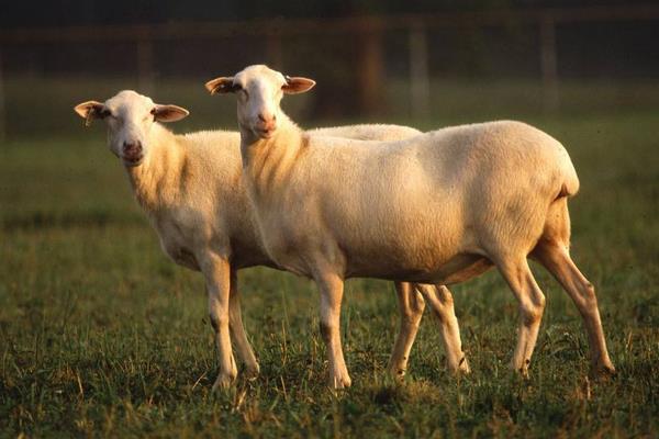 養羊賺錢還是養驢賺錢