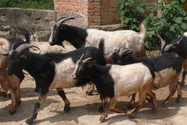 養羊賺錢還是養驢賺錢