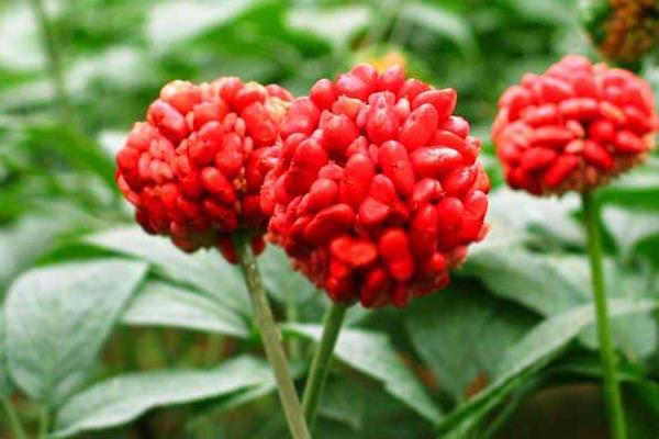 三七種植見效益 投入70萬可賺800萬