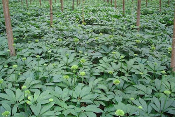 三七種植見效益 投入70萬可賺800萬