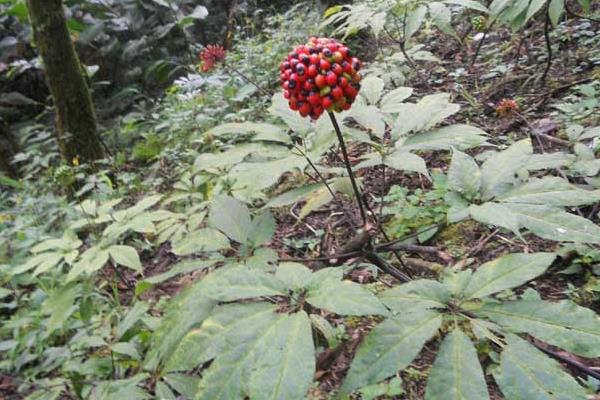 三七種植見效益 投入70萬可賺800萬