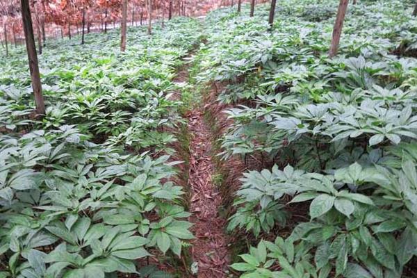 三七種植見效益 投入70萬可賺800萬