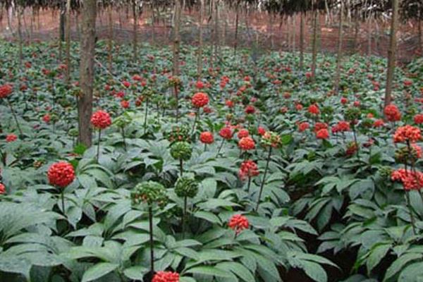 三七種植見效益 投入70萬可賺800萬