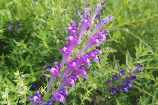 黃芩市場現(xiàn)狀及未來市場前景分析