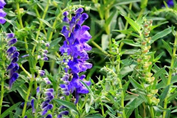 黃芩市場現(xiàn)狀及未來市場前景分析