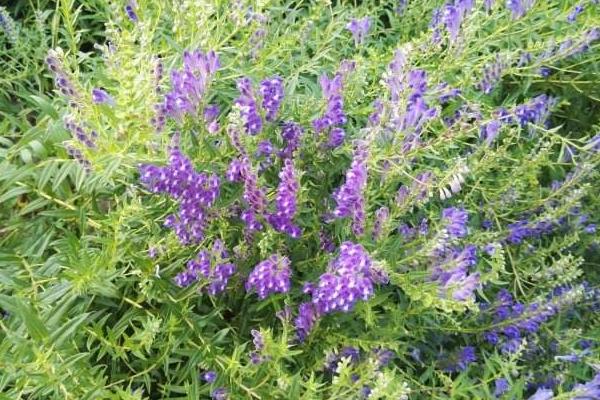 黃芩市場現(xiàn)狀及未來市場前景分析