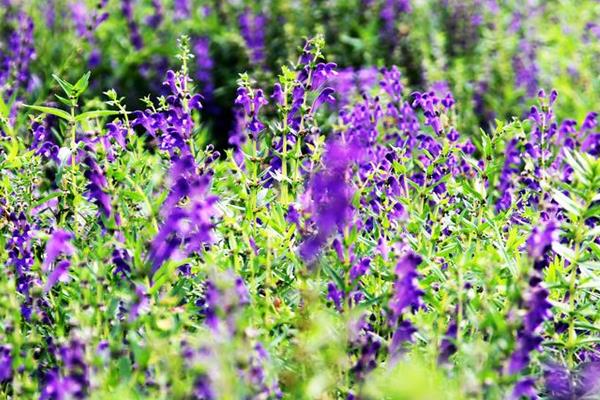 黃芩市場現(xiàn)狀及未來市場前景分析