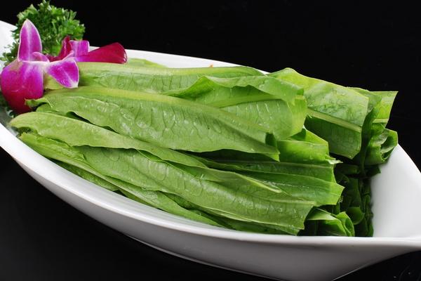 油麥菜種植技術