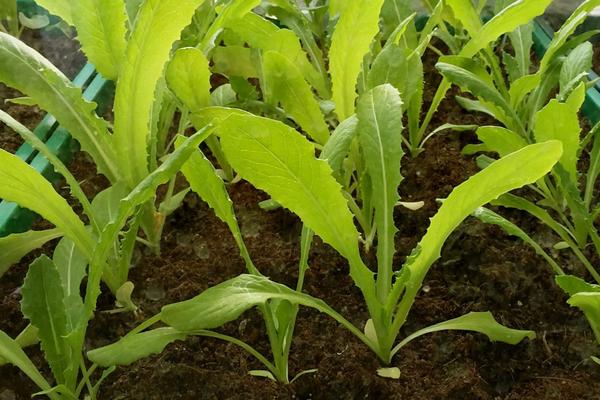 油麥菜種植技術