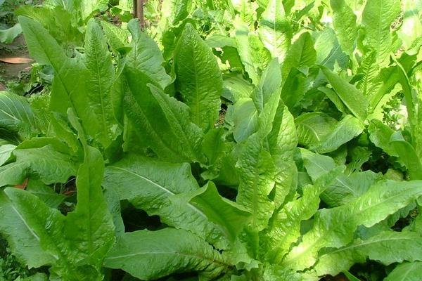 油麥菜種植技術