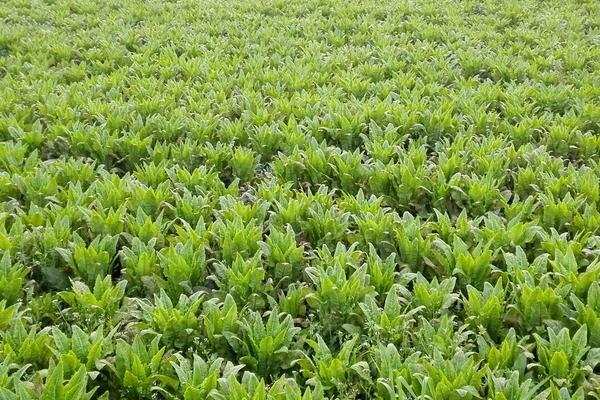 油麥菜種植技術