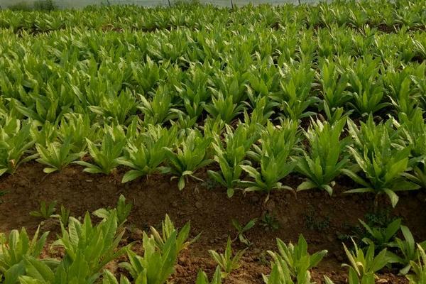 油麥菜種植技術