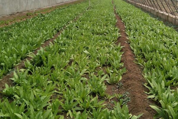 油麥菜種植技術