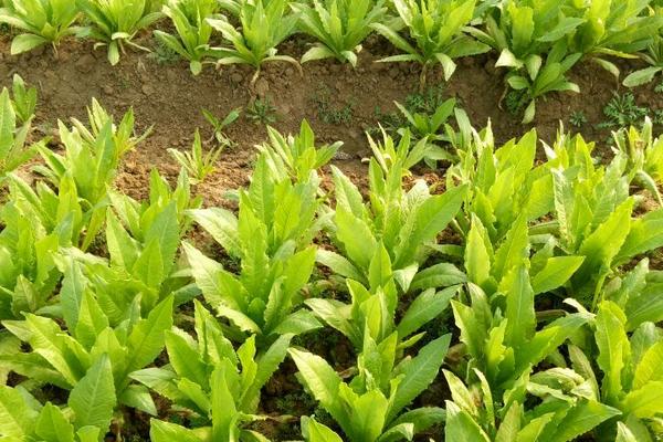 油麥菜種植時間