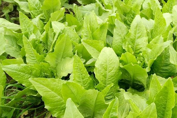 油麥菜種植時間