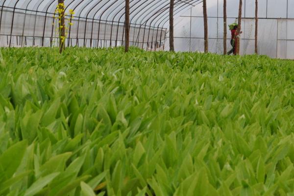 油麥菜種植時間