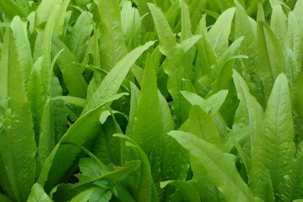 油麥菜種植時間