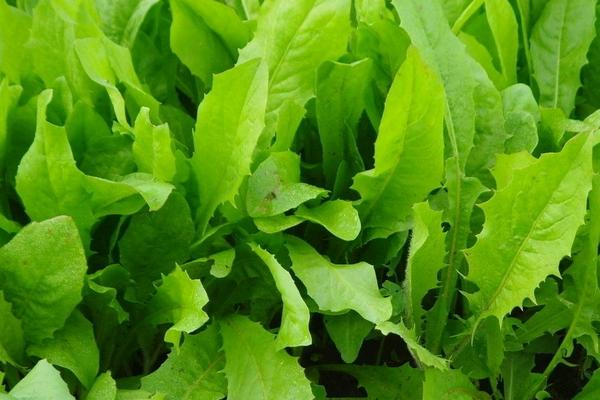 油麥菜種植時間