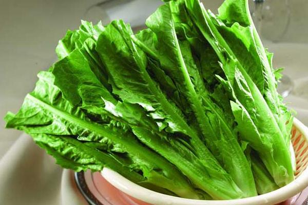 油麥菜種植時間