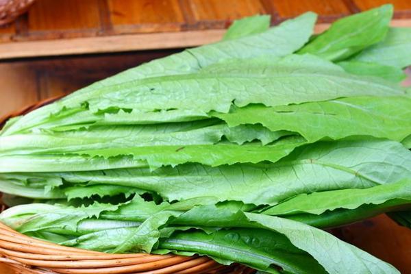 油麥菜功效與作用及禁忌