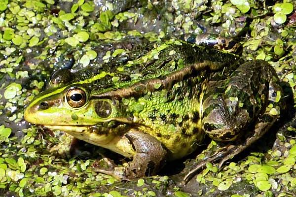 青蛙幼蛙的飼養(yǎng)管理