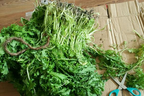 雪里紅怎么腌制