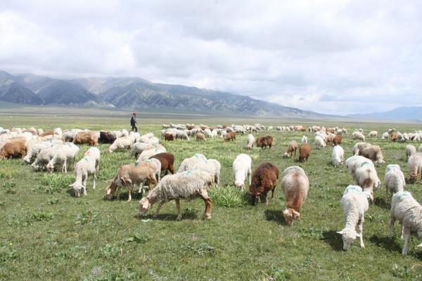 養(yǎng)100只小尾寒羊能賺多少錢?養(yǎng)小尾寒羊的成本和利潤