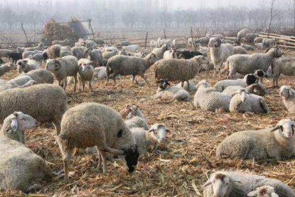 養(yǎng)100只小尾寒羊能賺多少錢?養(yǎng)小尾寒羊的成本和利潤