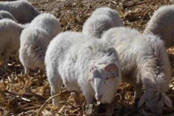 養(yǎng)100只小尾寒羊能賺多少錢?養(yǎng)小尾寒羊的成本和利潤