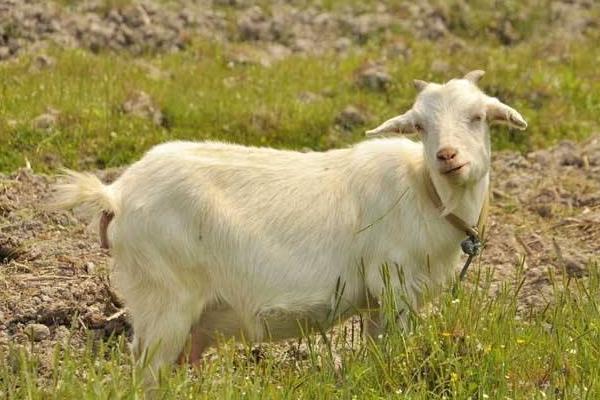 養(yǎng)100只小尾寒羊能賺多少錢?養(yǎng)小尾寒羊的成本和利潤