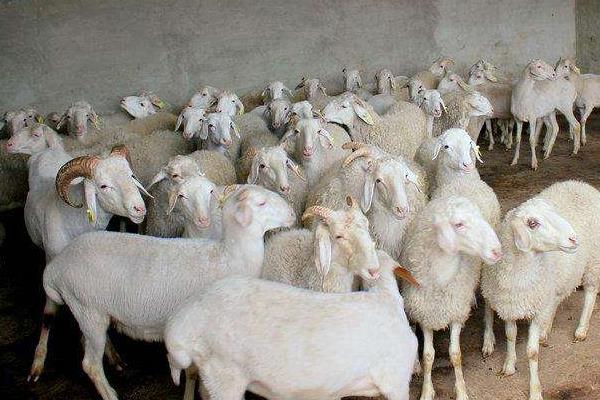 養(yǎng)100只小尾寒羊能賺多少錢?養(yǎng)小尾寒羊的成本和利潤