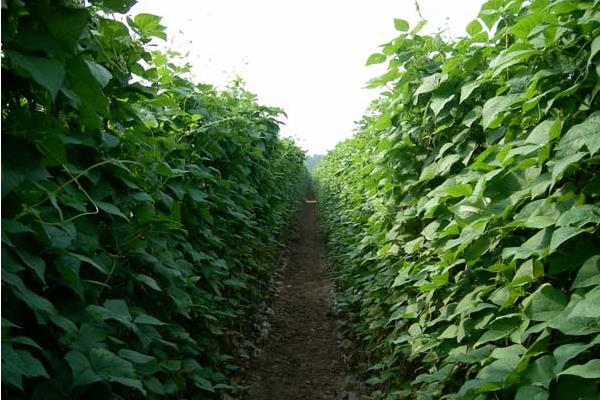 紫扁豆科學種植技術