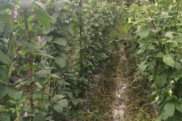 紫扁豆科學種植技術
