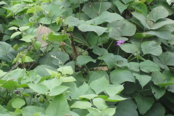 紫扁豆科學種植技術