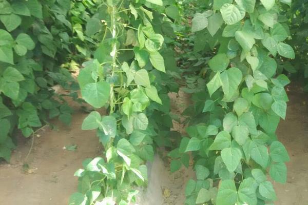 紫扁豆科學種植技術