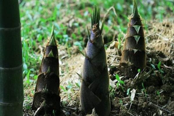 竹筍種植新技術(shù)