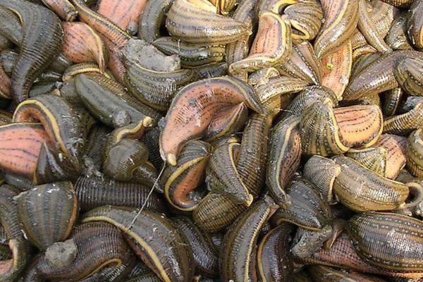 北方養(yǎng)殖水蛭怎么養(yǎng)