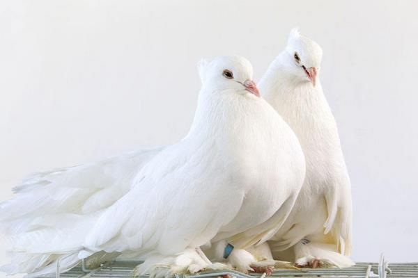 鴿舍的建設(shè)