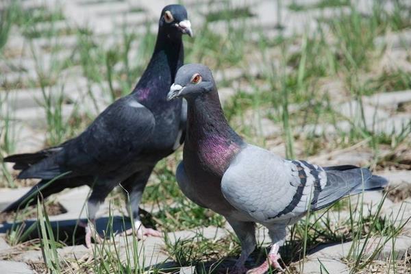 鴿舍的建設(shè)