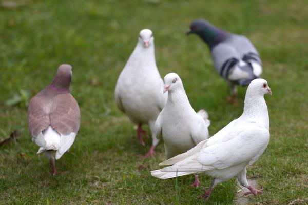 鴿舍的建設(shè)