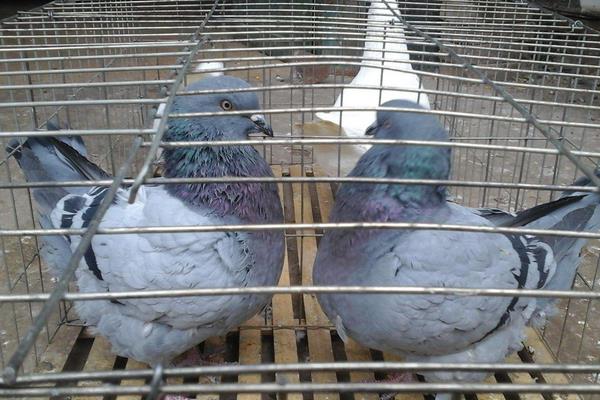 鴿舍的建設(shè)