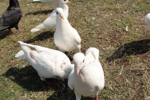 鴿舍的建設(shè)