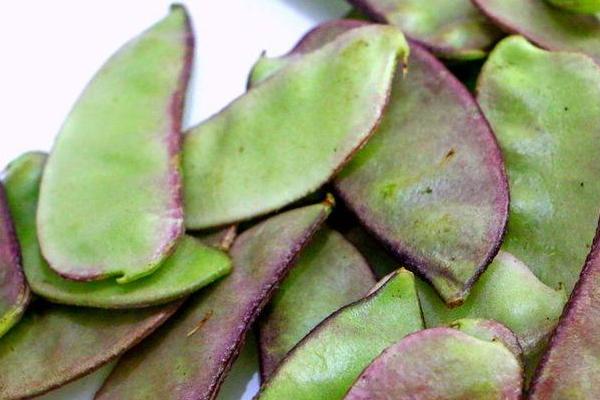 扁豆是發(fā)物嗎