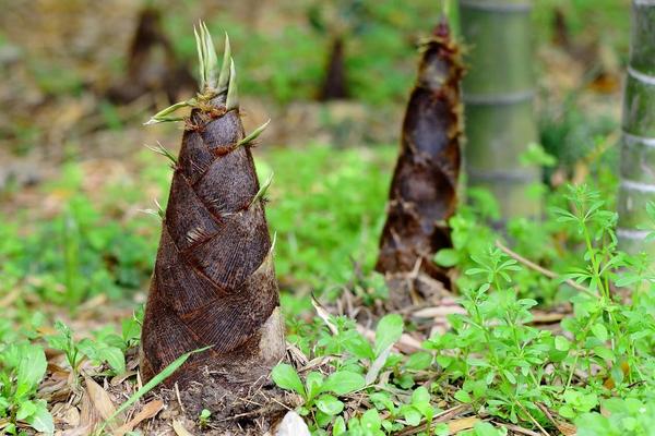 扁豆是發(fā)物嗎