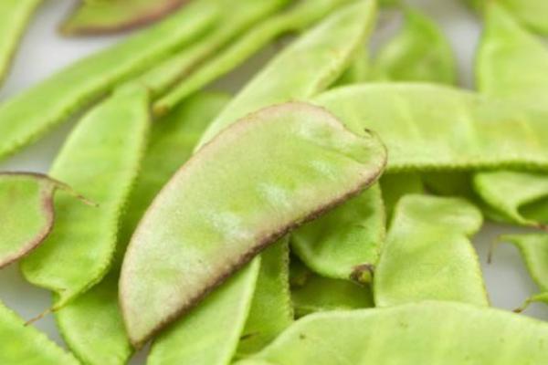 哺乳期可以吃扁豆嗎